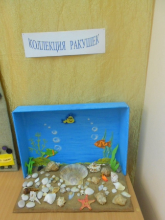 Коллекция ракушек